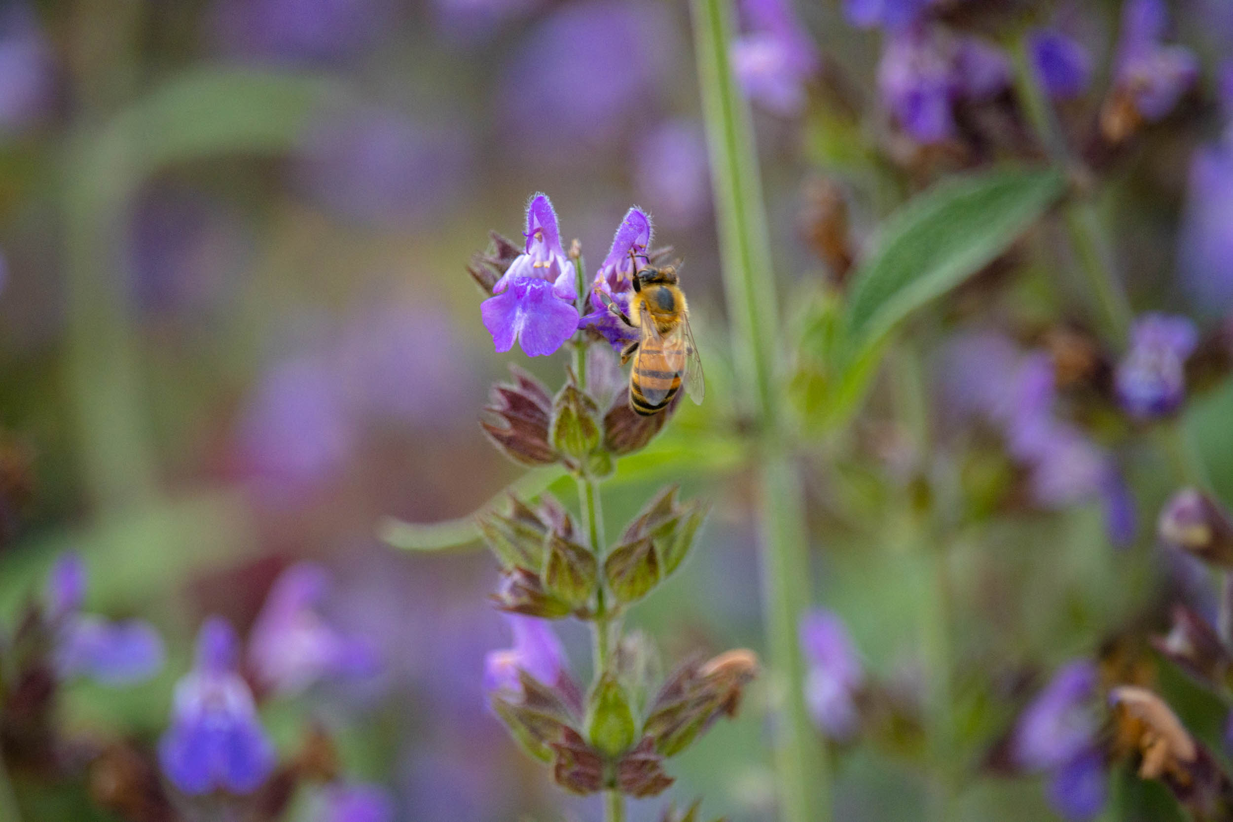 Mujeres_Polinizadoras_Plantas_Acuexcomatl_g_005.jpg