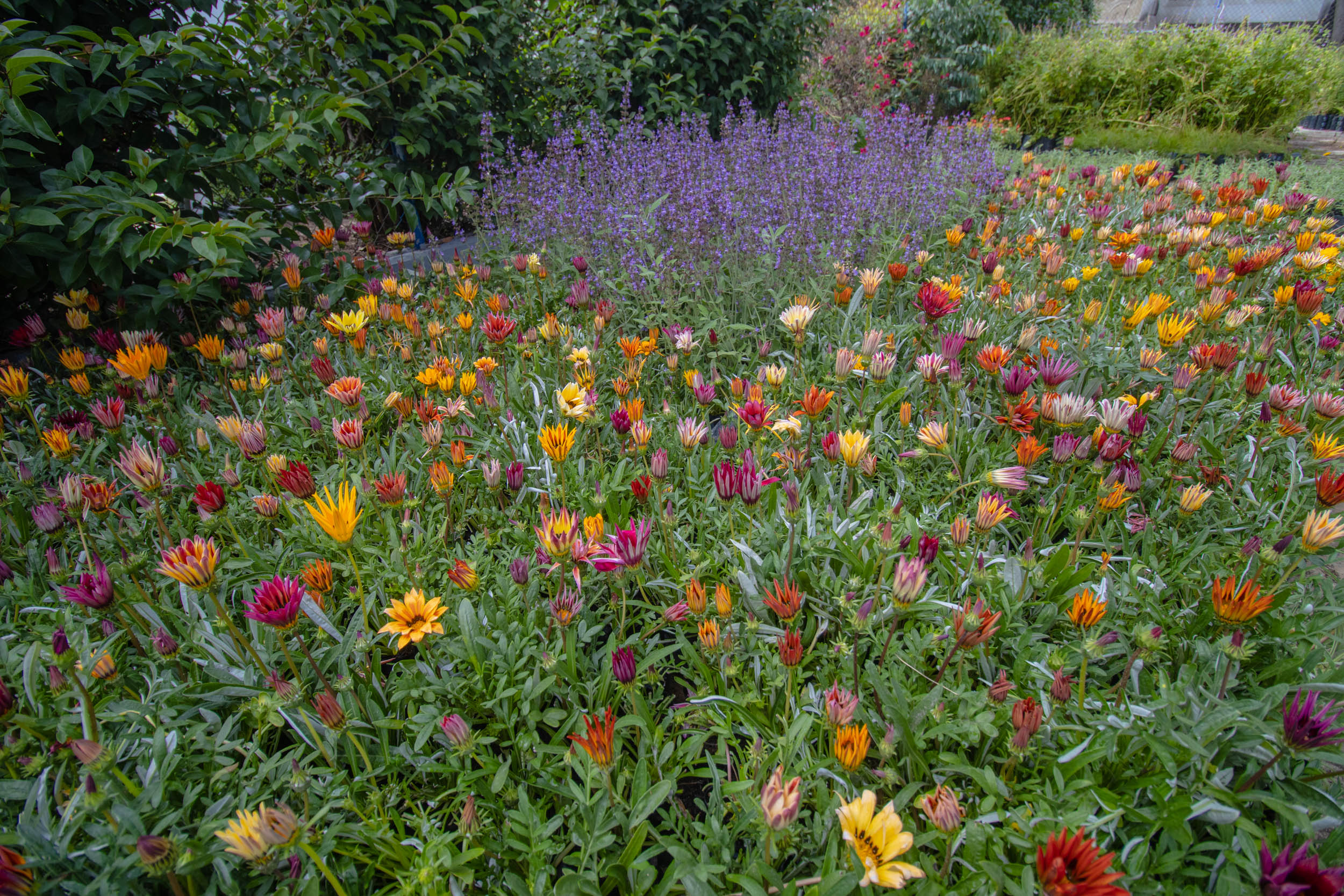 Mujeres_Polinizadoras_Plantas_Acuexcomatl_g_064.jpg